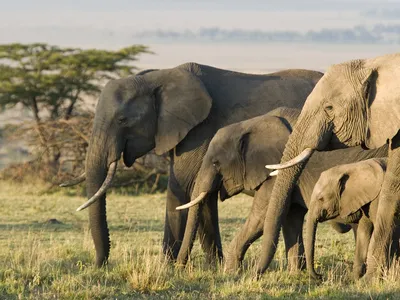 Africa was home to an estimated 5 million elephants a century ago, but today there are just 415,000 individuals left.