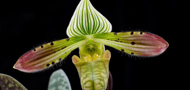 Paphiopedilum venustum