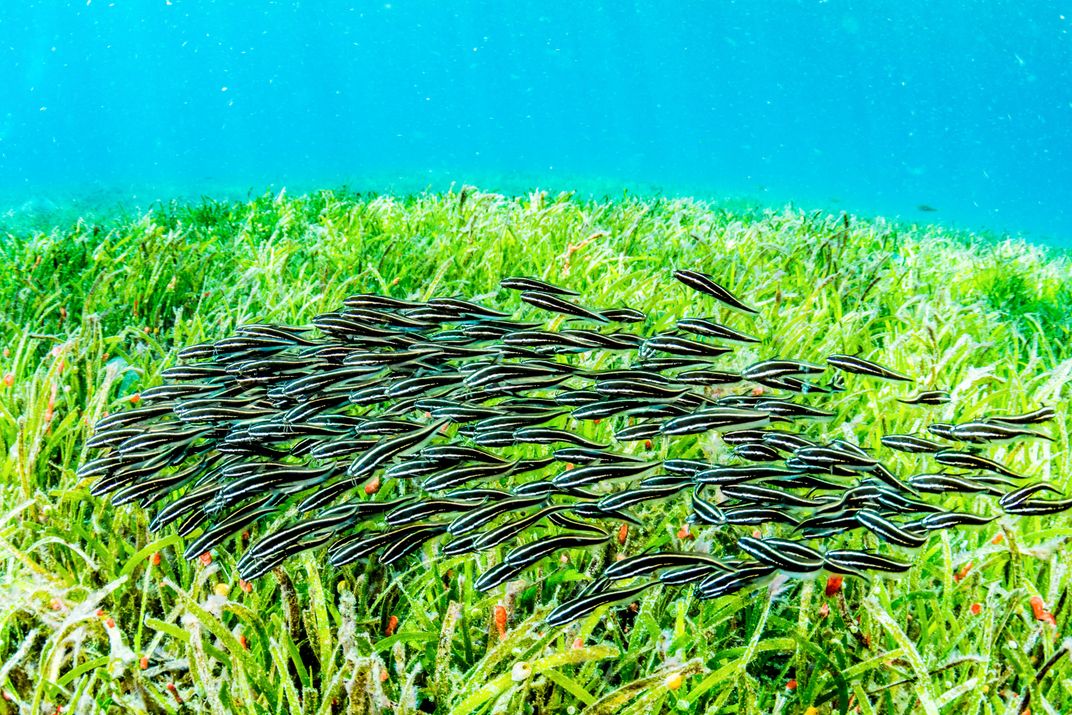 A school of juvenile striped eel catfish