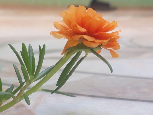 Flowers thumbnail