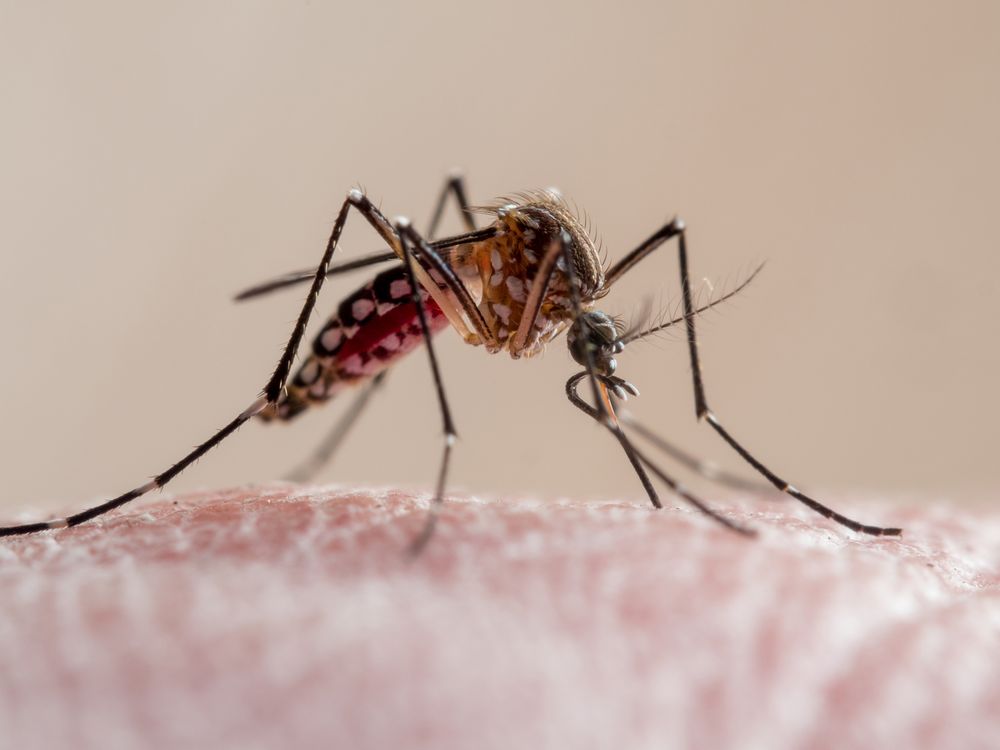 A close-up of a mosquito