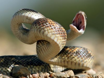 A nonvenomous Texas rat snake coils up in a defensive posture.