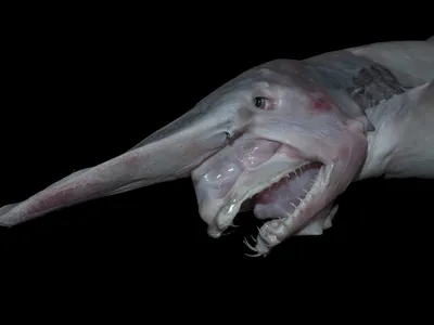 'Ugliest Shark on the Planet': See the Elusive Goblin Shark, Filmed for the First Time in Its Deep-Sea Habitat image