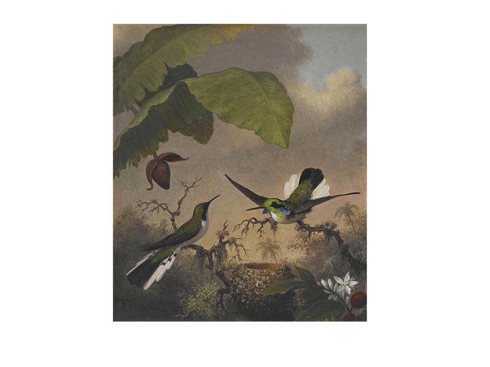 Martin Johnson Heade, Black-eared Fairy, ca. 1863-1864, oil on canvas, 12 1/4 x 10 in. Crystal Bridges Museum of American Art, Bentonville, Arkansas, 2006.89. Photography by Dwight Primiano.