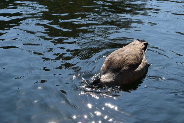 A goose goes for a dunk in Centennial Park. thumbnail