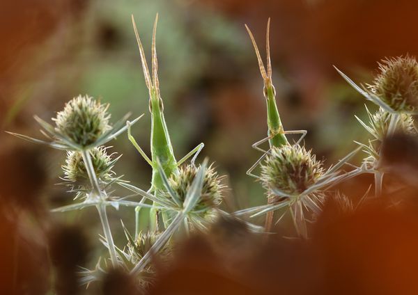 A strange couple thumbnail