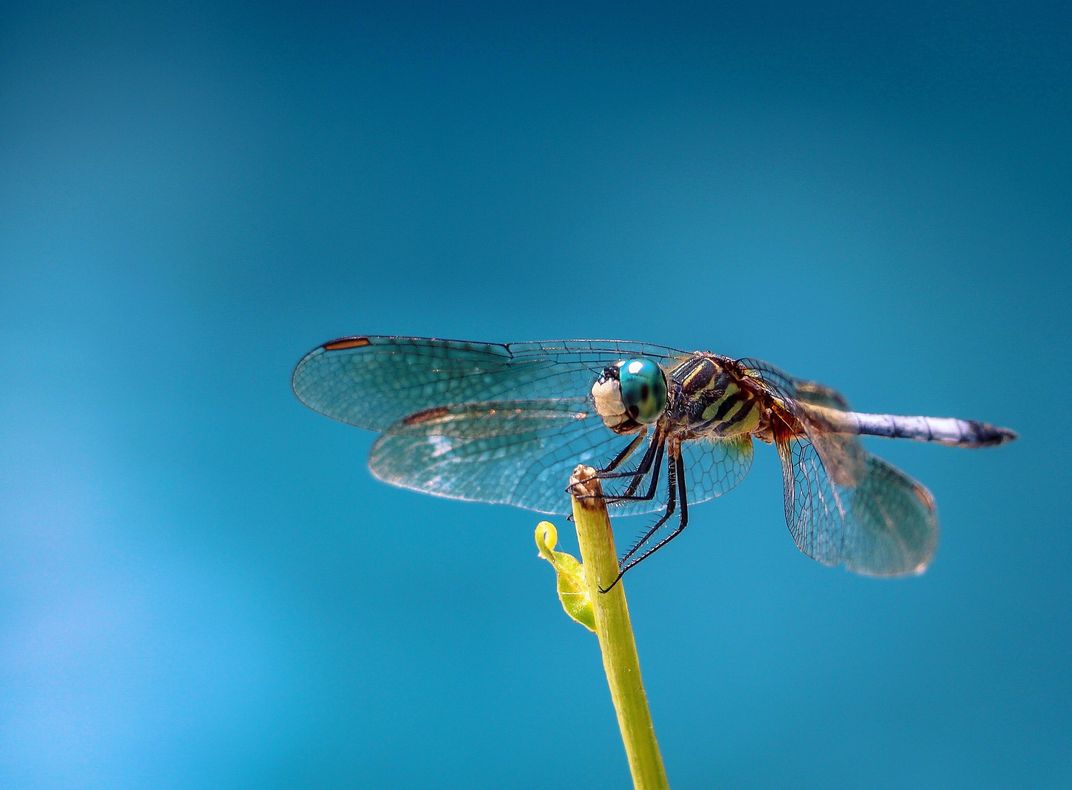 Dragonfly On Blue | Smithsonian Photo Contest | Smithsonian Magazine