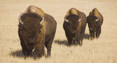 Bison do roam, up to tens of miles per day. Their ranging and even wallowing habits can shape plant and animal life on the prairie.