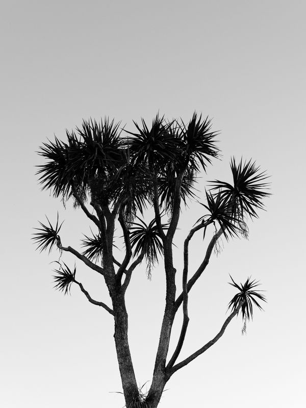 Berkshire Flora thumbnail
