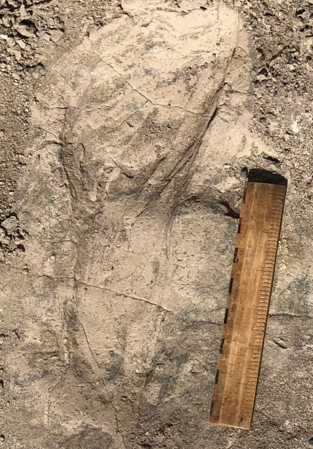 Ancient Fossil Footsteps Found in Kenya May Hint That an Early Human Relative Was Larger Than Previously Thought