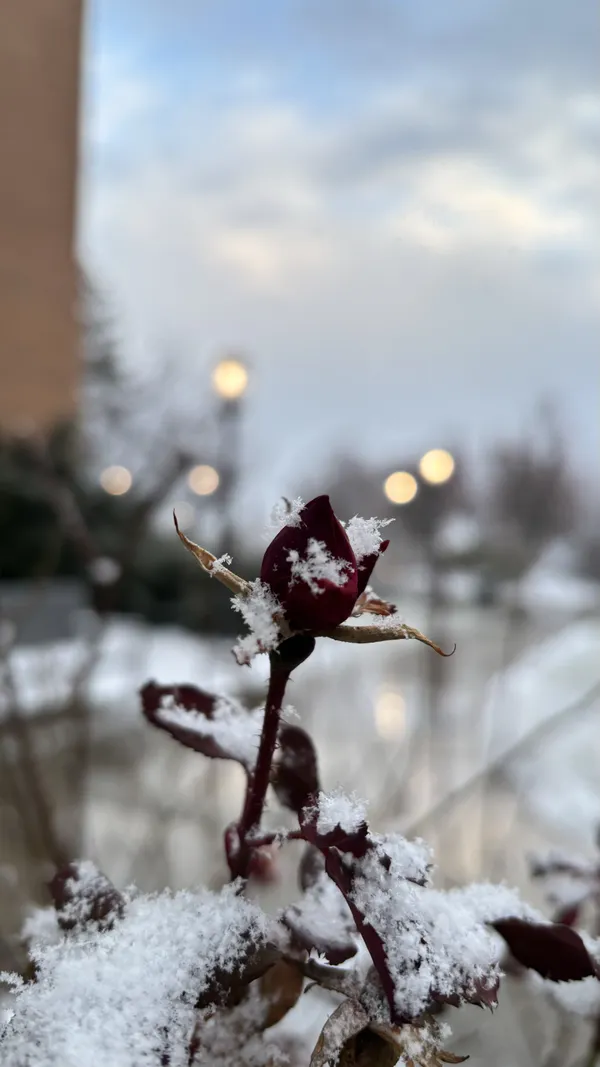 Snow freshly fallen on a rose thumbnail