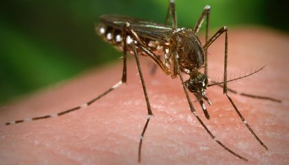 Dengue Fever and Zika Virus Make Humans More Attractive to Mosquitoes