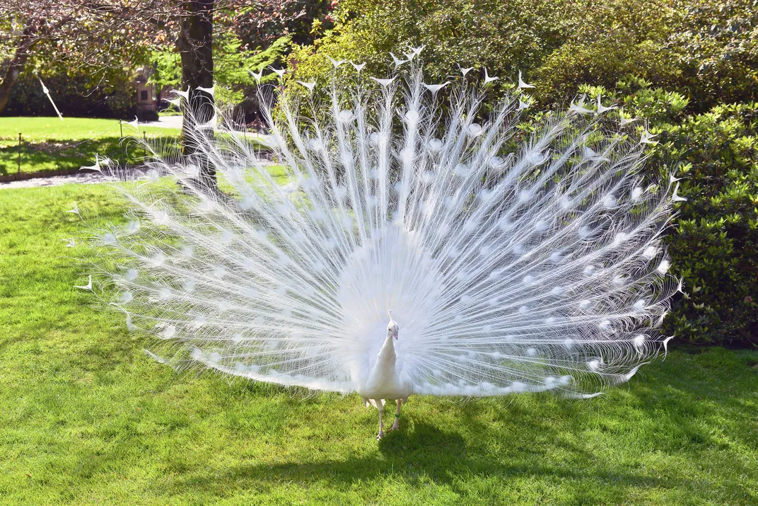 White peacock at home on Isola Bella