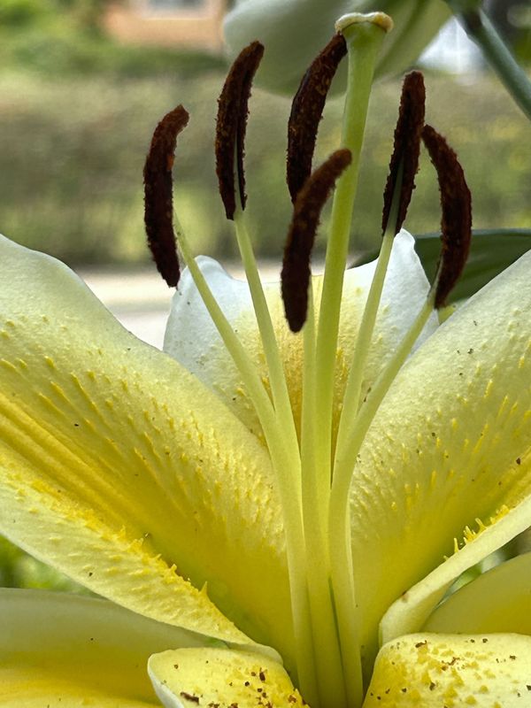 A lily up close thumbnail