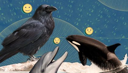 Are Wild Animals Really Just Like Us?