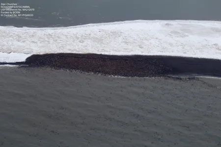 Thousands of walruses gathered at a beach in Point Lay, Alaska. 