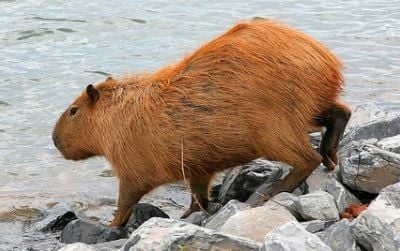 A wild capybara by a lake in Brazil