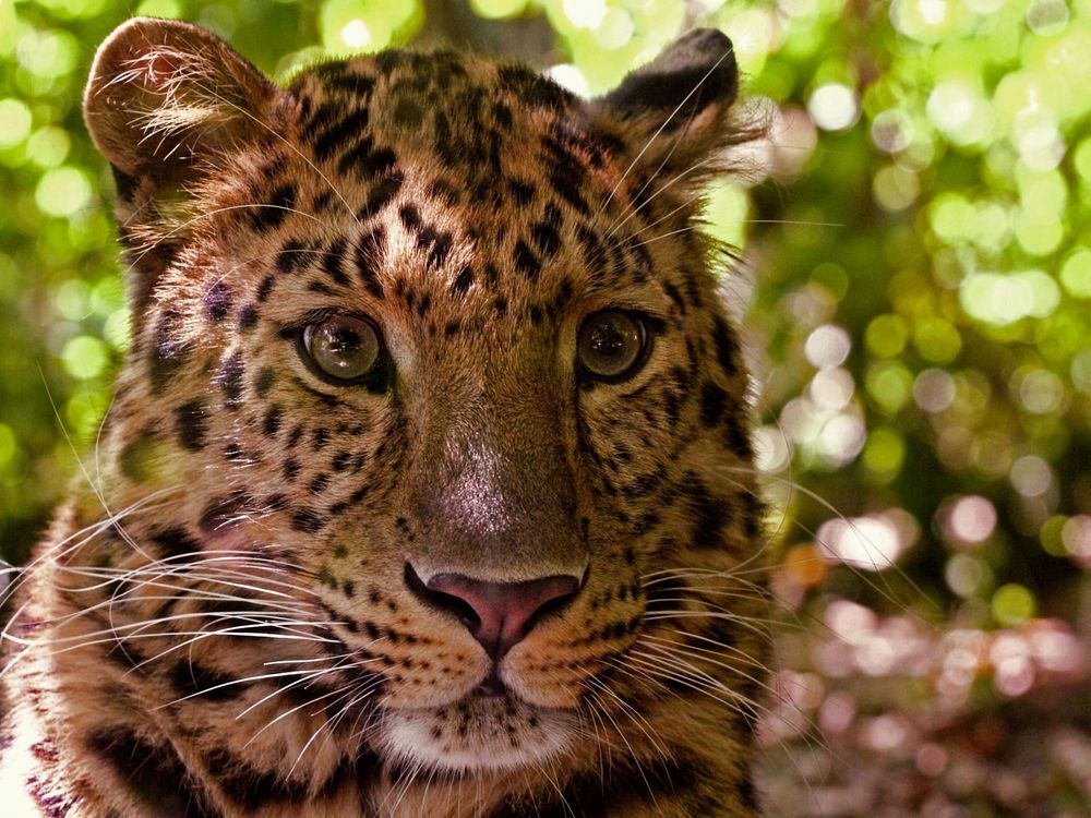 Amur Leopard