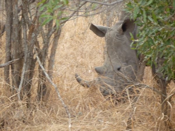 A black rhino eating in the Royal Malawane Game Reserve,South Africa 2017 thumbnail