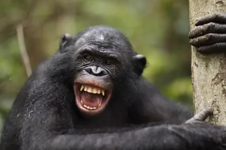 Bonobo male Kikongo making 'happy' grin faces at the Lola ya Bonobo Sanctuary, Democratic Republic of Congo, October 2010