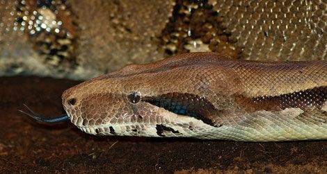 How do boa constrictors know when to stop constricting?