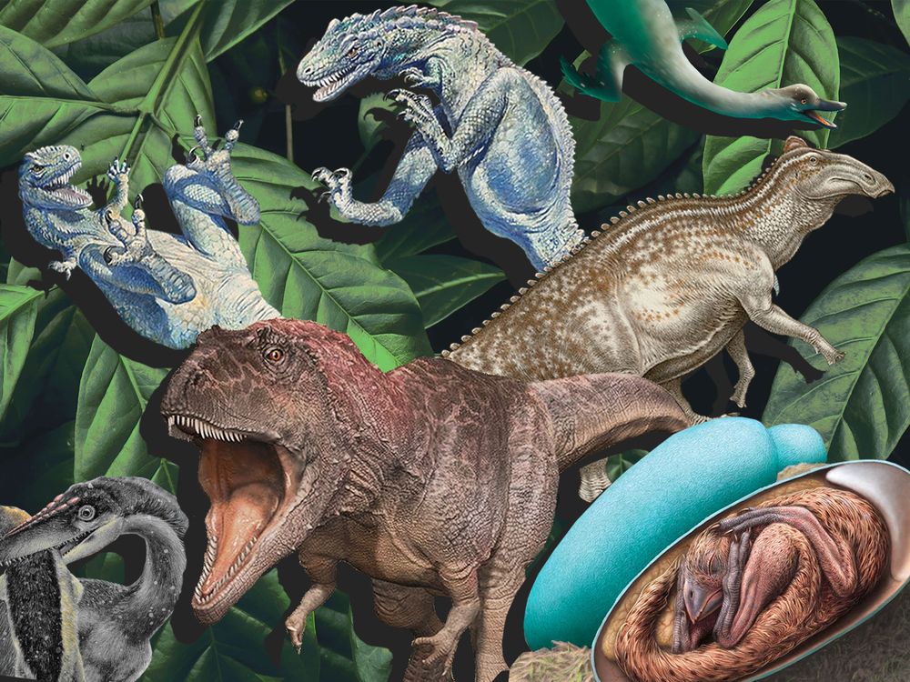 Dinosaur Collage