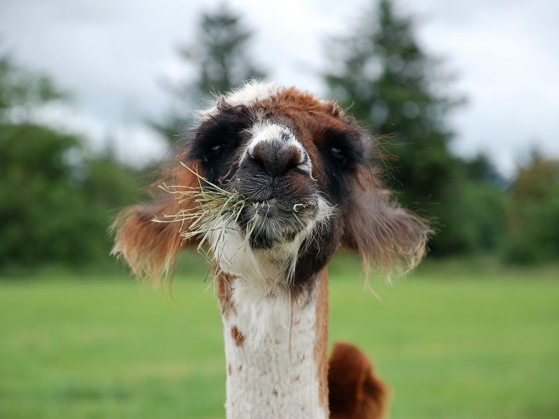 Alpaca eating Smithsonian Photo Contest Smithsonian Magazine