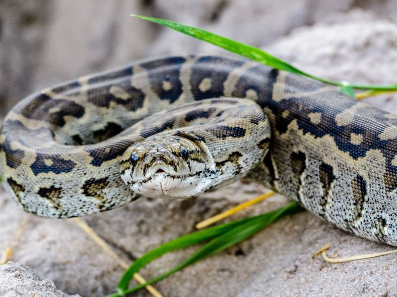 African Rock Python | Smithsonian Photo Contest | Smithsonian Magazine