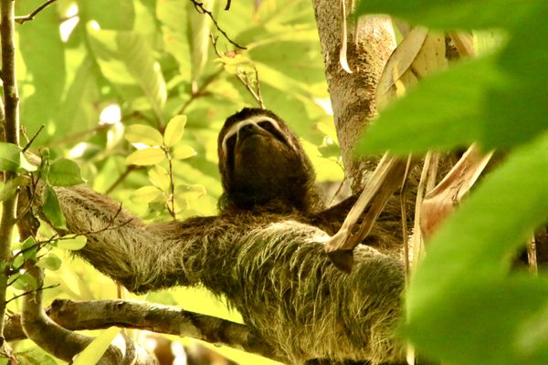 Sloth in the Trees thumbnail