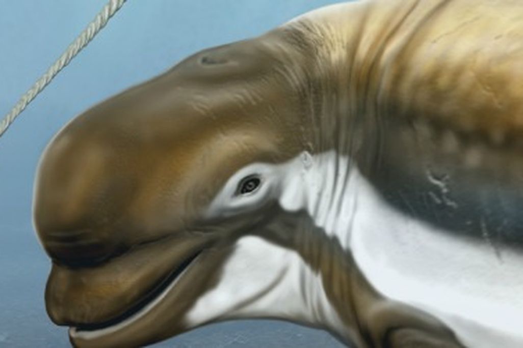 new fossil beluga