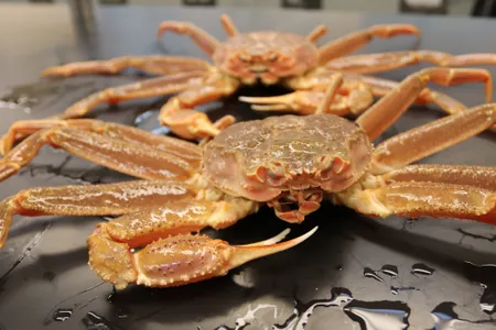 Alaska canceled its snow crab harvest for two seasons in a row.