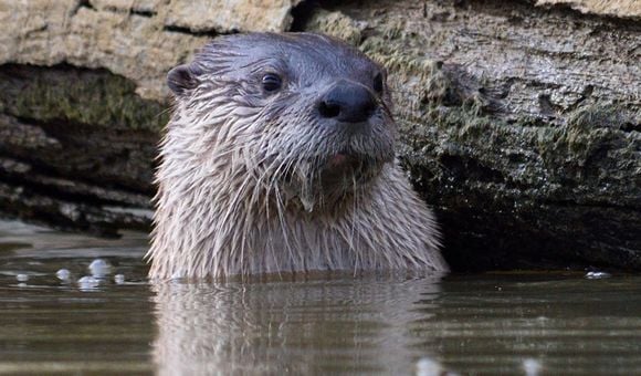 Lontra canadensis, the North American river otter. (Credit: Matthew Fryer)