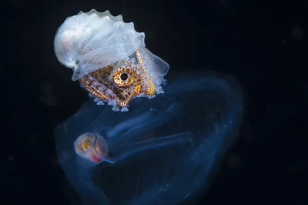 Female paper nautilus on a salp thumbnail