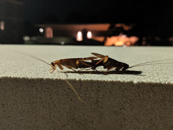 Encroaching on Roaches on a Carolina night thumbnail