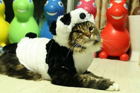 Since cloning won’t work, maybe we can dress up cats and just pretend.