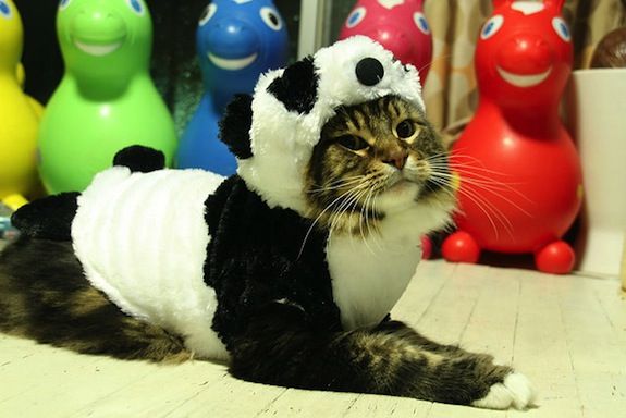 Since cloning won’t work, maybe we can dress up cats and just pretend.