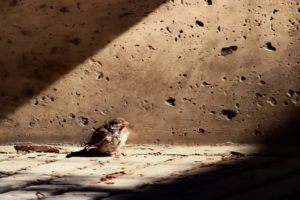 A bird far from the nest thumbnail