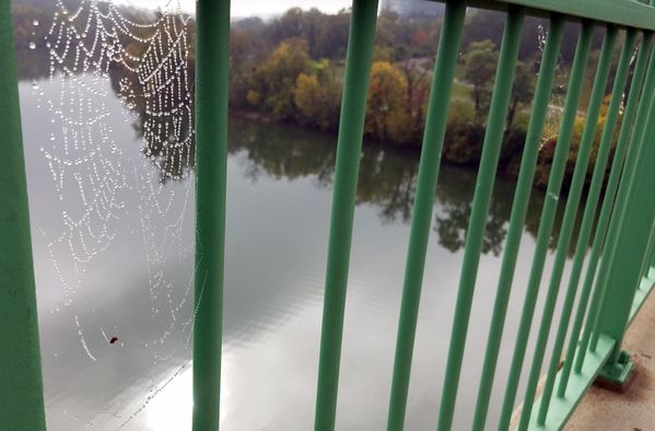 spiderweb on the Key bridge on a foggy autumn morning thumbnail