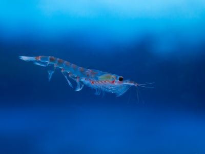 Individual Antarctic krill are small, but the animals live in gigantic groups that can be seen from space.