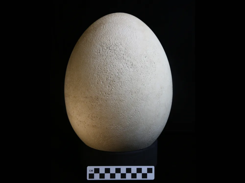 elephant bird egg