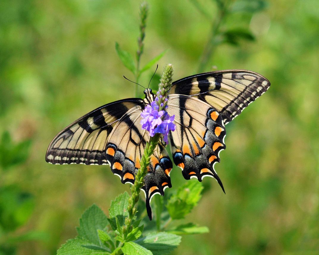 Full underside of a Eastern Tiger Swallowtail | Smithsonian Photo ...