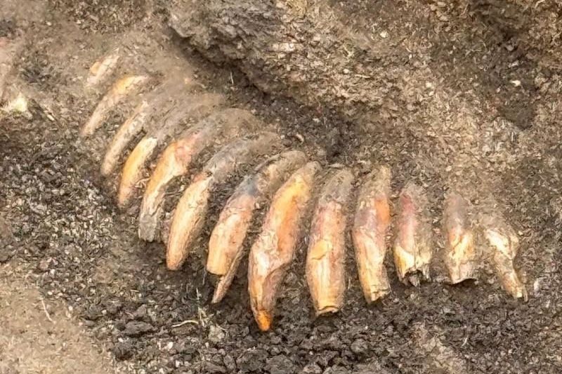 Photograph accompanying An axe's shape dates a nearly missed Polish grave 3,300 years before the cemetery around it