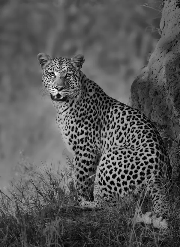 Are You Lookin' At Me? thumbnail