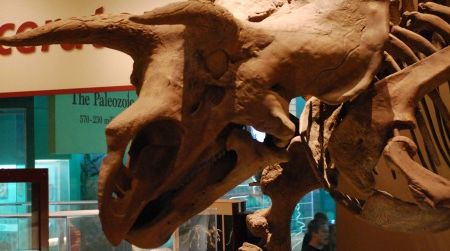 Triceratops was one of the last dinosaurs. What would the descendents of this ceratopsid look like if they were alive today?