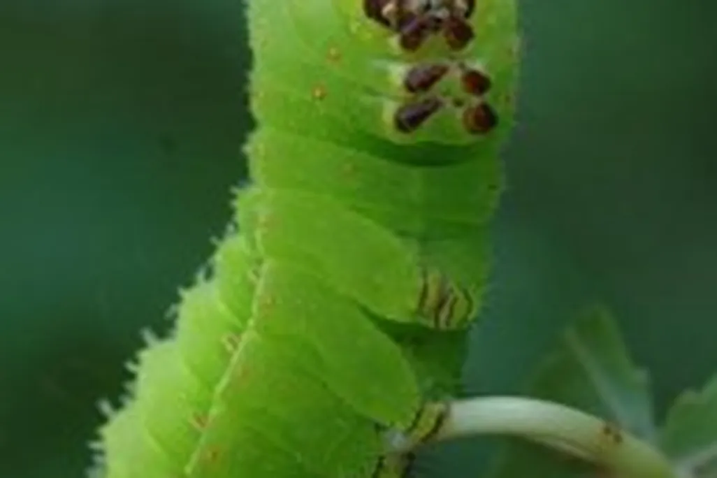 20110520083158funny-pictures-caterpillar-makes-tv-reference-193x300.jpg