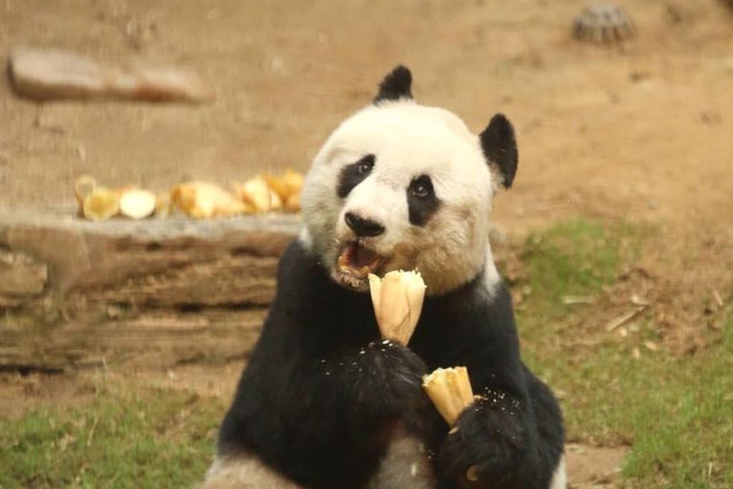 Jia Jia