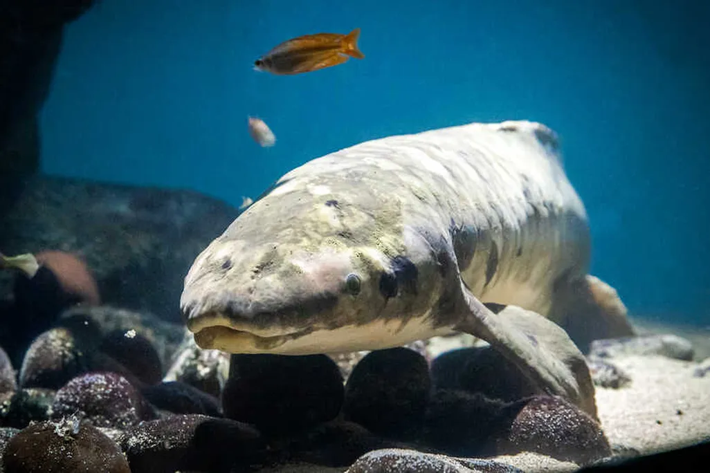 An Australian lungfish