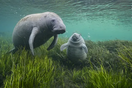 A mother manatee and her calf in Florida&#39;s Crystal River amid eelgrass, which is crucial for supporting the large mammals.