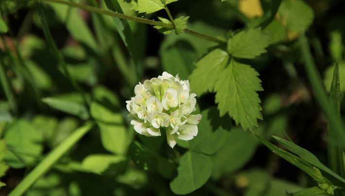 Running Buffalo Clover