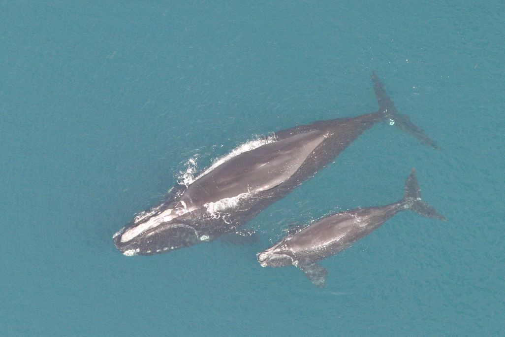 An aerial photo of a North Atlantic right whale mother and her calf swim in the green-blue sea. Their slick gray bodies are visible at the surface of the water as white foam from the ocean pools above them.